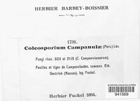 Coleosporium tussilaginis image